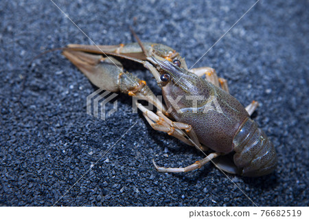 image of cancer stone background 76682519