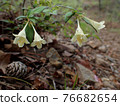 Abelia spathulata blooming on the mountain road 76682654