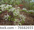Fraxinus lanuginosa blooming in low mountain hills 76682655