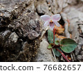 Viola sieboldii blooming in the wasteland of the hills and low mountains 76682657