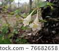 Close-up of abelia spathulata flower 76682658