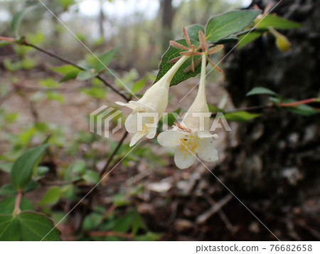 Close-up of abelia spathulata flower 76682658