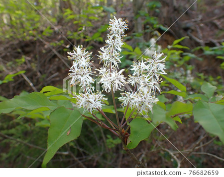 Inflorescence of Fraxinus lanuginosa Inflorescence of Fraxinus lanuginosa 76682659