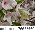 Cabbage white butterfly sucking nectar of Yoshino cherry tree 76682660