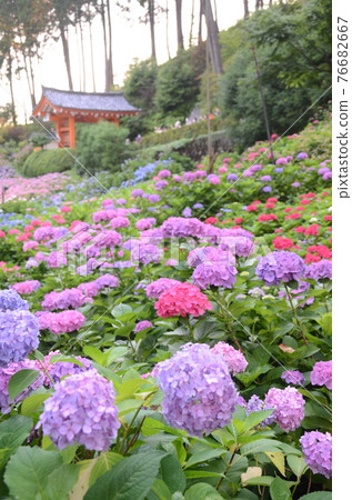 Mimuroto Temple Hydrangea Garden in full bloom 76682667