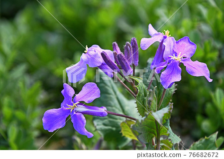 Murasakihanana (purple green flowers) Murasakihanana (purple green flowers) 76682672