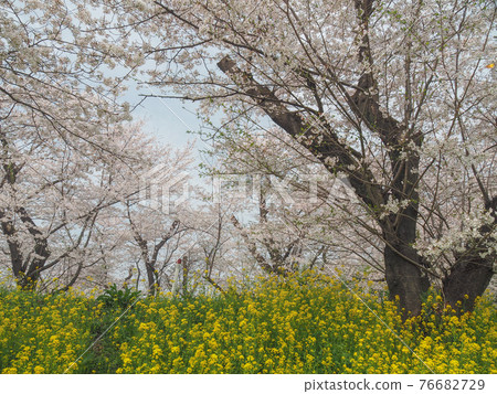 A row of cherry blossom trees on the Shirogaya embankment in Kitamoto City, Saitama Prefecture A row of cherry blossom trees on the Shirogaya embankment in Kitamoto City, Saitama Prefecture 76682729