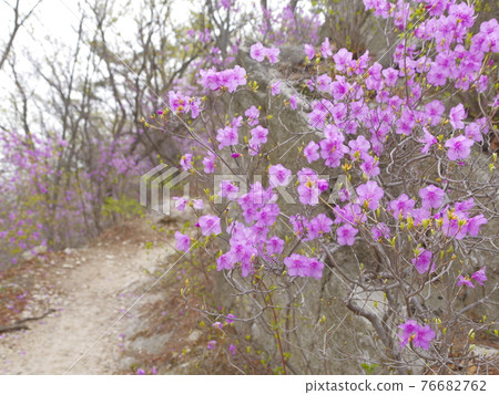 北漢山, 國立公園, 春天的花朵, 北漢山城, 杜鵑花, 葉子 76682762