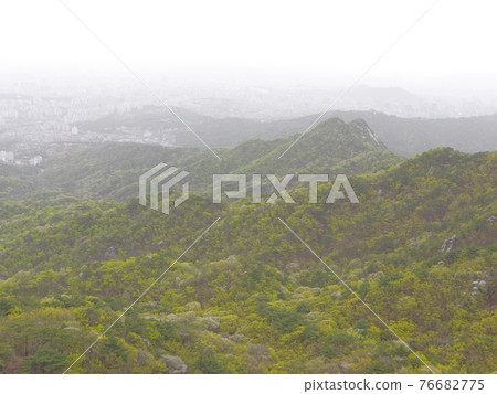 北漢山, 國立公園, 春天的花朵, 北漢山城, 杜鵑花, 葉子 北漢山, 國立公園, 春天的花朵, 北漢山城, 杜鵑花, 葉子 76682775