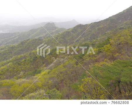 Bukhansan. National Park. Spring flowers. Bukhansanseong Fortress. Azalea flowers. Leaves Bukhansan. National Park. Spring flowers. Bukhansanseong Fortress. Azalea flowers. Leaves 76682808