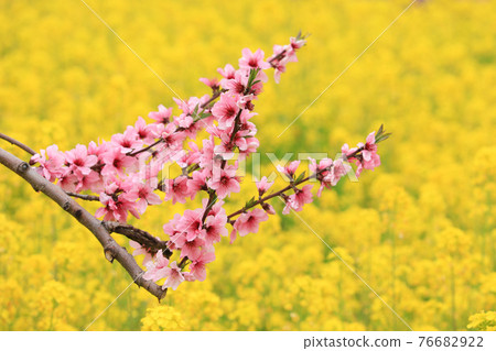 Gorgeous Taoyuan Gorgeous Taoyuan 76682922