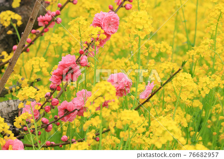 Gorgeous Taoyuan 76682957