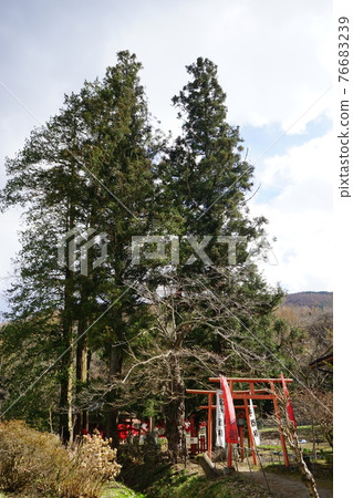 Spring Tono Unetori Shrine 76683239