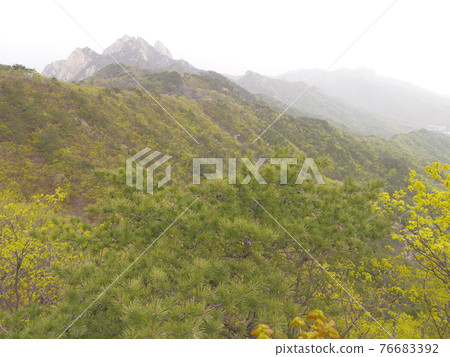 Bukhansan. National Park. Munpilbong. Bohyeonbong. Leaves. Sprouts. Baekundae. 76683392