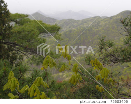 北漢山, 國立公園, 文筆峰, 寶賢峰, 樹葉, 花蕾, 白雲台 北漢山, 國立公園, 文筆峰, 寶賢峰, 樹葉, 花蕾, 白雲台 76683406