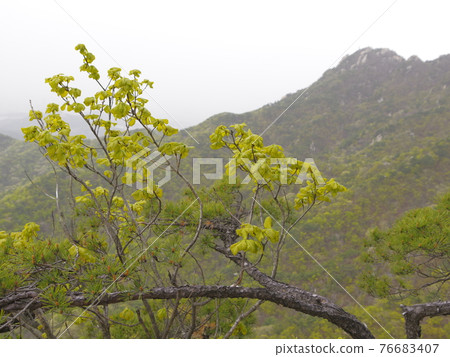 北漢山, 國立公園, 文筆峰, 寶賢峰, 樹葉, 花蕾, 白雲台 76683407