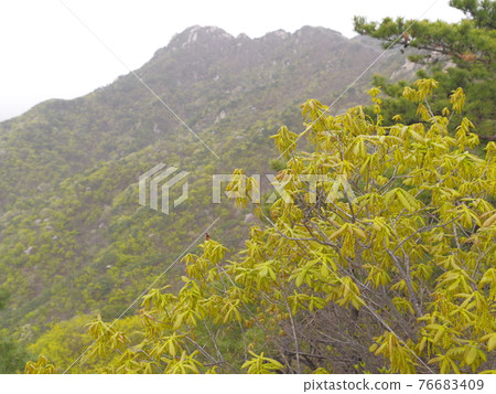 Bukhansan. National Park. Munpilbong. Bohyeonbong. Leaves. Sprouts. Baekundae. Bukhansan. National Park. Munpilbong. Bohyeonbong. Leaves. Sprouts. Baekundae. 76683409