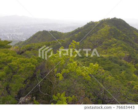 北漢山, 國立公園, 文筆峰, 寶賢峰, 樹葉, 花蕾, 白雲台 北漢山, 國立公園, 文筆峰, 寶賢峰, 樹葉, 花蕾, 白雲台 76683443