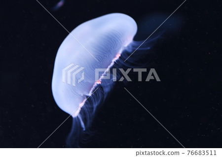 水母 水母 76683511