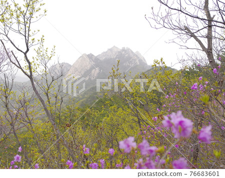 Bukhansan. National Park. Bukhansanseong Fortress. Kalbawi. Pine tree. Sprout 76683601