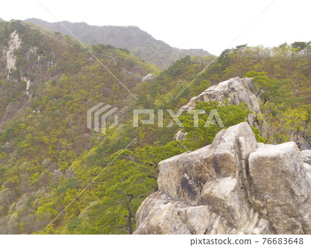 Bukhansan. National Park. Bukhansanseong Fortress. Kalbawi. Pine tree. Sprout Bukhansan. National Park. Bukhansanseong Fortress. Kalbawi. Pine tree. Sprout 76683648
