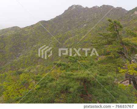 Bukhansan. National Park. Bukhansanseong Fortress. Kalbawi. Pine tree. Sprout Bukhansan. National Park. Bukhansanseong Fortress. Kalbawi. Pine tree. Sprout 76683767