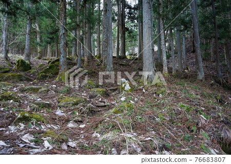 遠野之春500羅漢 76683807