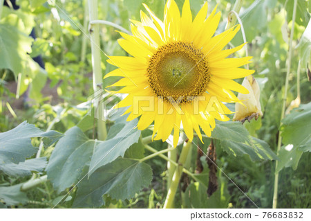 Sunflower up Sunflower up 76683832