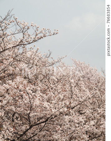 埼玉縣戶田市戶田櫻鶴見 埼玉縣戶田市戶田櫻鶴見 76683854