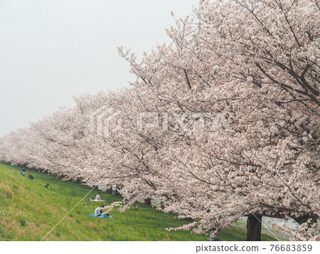 Toda City, Saitama Prefecture, Toda Sakura Tsutsumi 76683859