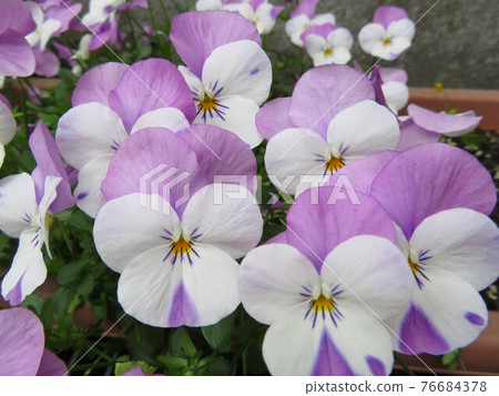 Viola 76684378