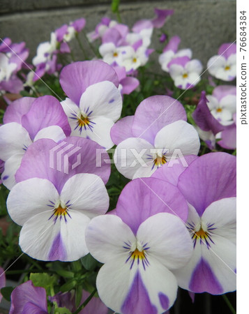 Viola 76684384