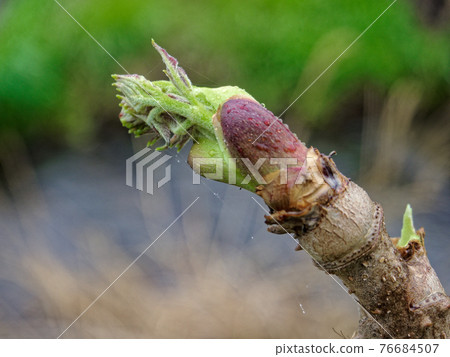 Tarano bud Tarano bud 76684507