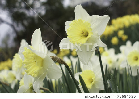 Trumpet daffodil Trumpet daffodil 76684559