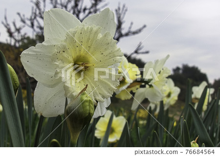 小號水仙花 小號水仙花 76684564