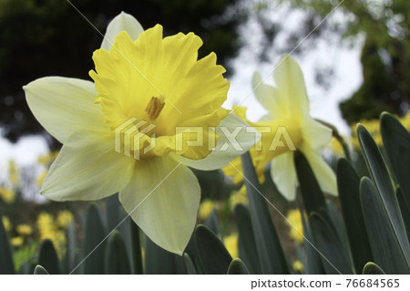 Trumpet daffodil 76684565
