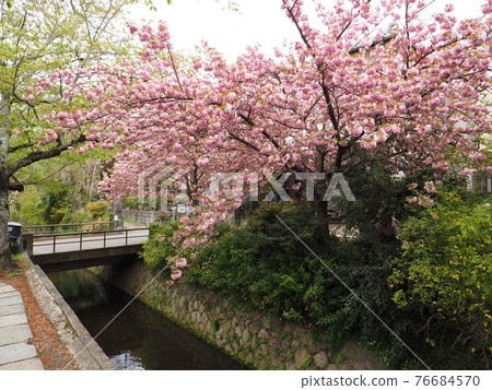 京都哲學之路八重櫻 京都哲學之路八重櫻 76684570