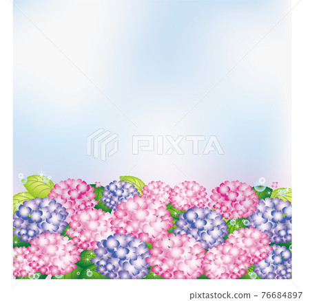 Hydrangea after the rain (pink and purple) Hydrangea after the rain (pink and purple) 76684897
