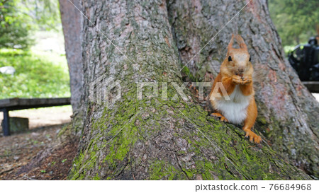 A red squirrel with a fluffy tail nibbles a nut. A red squirrel with a fluffy tail nibbles a nut. 76684968