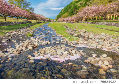 羽谷丹丹公園，櫻花盛開<岐阜縣海津市> 76684982