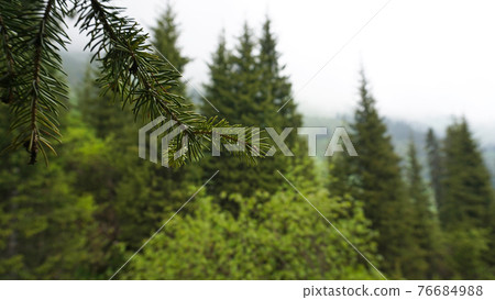 A heavy fog covered the forest. A heavy fog covered the forest. 76684988
