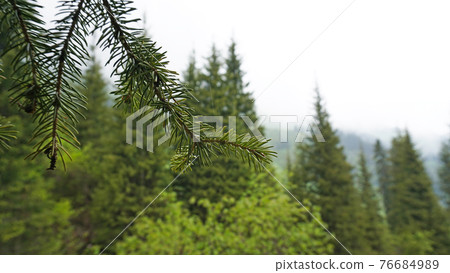 A heavy fog covered the forest. A heavy fog covered the forest. 76684989