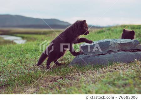 Arctic fox cub 76685006