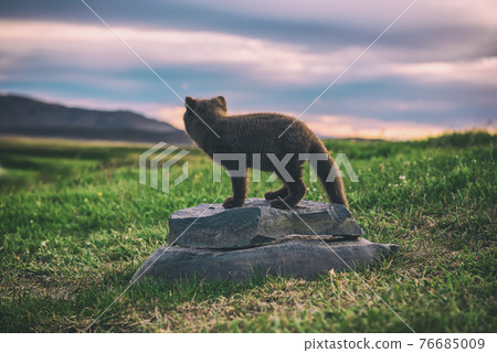 Arctic fox cub 76685009