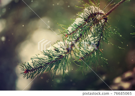 Fir tree branches Fir tree branches 76685065