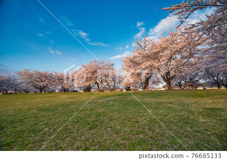Morning park with cherry blossoms in full bloom 76685133