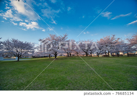 櫻花盛開的早晨公園 76685134