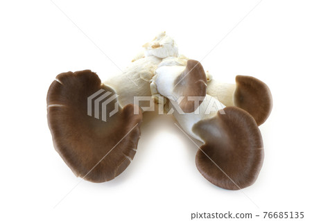 鮑魚蘑菇 76685135