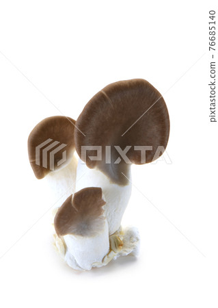 鮑魚蘑菇 鮑魚蘑菇 76685140