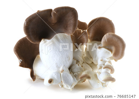 Abalone mushroom Abalone mushroom 76685147